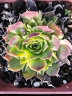 Rojnik 202 CHEESE SMILE o żółtej barwie