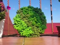 Obraz z mchu chrobotka "Zielona symfonia"