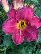 Liliowiec różowy 970