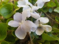 Fiołek Motylkowy BIAŁY Alba 50 SZTUK + gratis