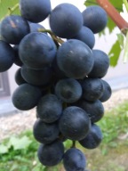 WINOROŚL Sadzonki winogron-AGAT DOŃSKI - b. duży owoc , wielkoowocowa odm.