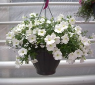 Petunia BIAŁA Bonnie White