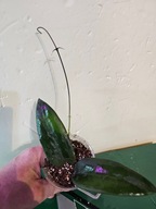 HOJA HOYA Stanekei Dark