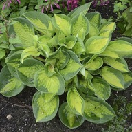 Funkia Pocketful of Sunshine Hosta sadzonka donica 2L