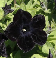 Petunia CZARNA grandiflora Go!Tunia Black