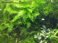 Mech Christmas Moss (Vesicularia montagnei) Dekoracyjny Akwarium od fibell