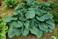 Funkia "ELEGANS" Hosta sadzonka
