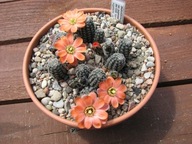 Kaktus ,Rebutia, Mediolobivia pygmaea RH 1332