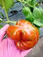 Pomidor Black and Brown Boar niezwykle piękny nasiona kolekcjonerskie