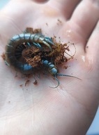 Scolopendra skolopendra niebieska 7cm+