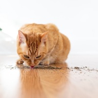 Drapak niski, legowisko, maty do drapania Petjet do 60 cm