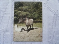 BIAŁOWIESKI PARK NARODOWY KONIKI TYPU TARPANA