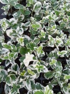 Trzmielina biała Emerald Gaiety sadzonki 5 - 12 cm dobrze ukorzenione