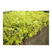 Trzmielina Fortune’a trzmielina zimozielona 60 cm!