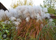 Miskant chiński Memory – okazała trawa ozdobna do Twojego ogrodu MEDALISTA