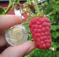 MALINA 20 SZTUK POWTARZAJĄCA JESIENNA NAJDŁUŻEJ OWOCUJĄCA SADZONKI MALIN