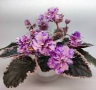 Fiołek afrykański# Dn-Fruktova Merenga # sadzonka