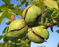 Orzech włoski ,,Jacek" 2 sadzonki