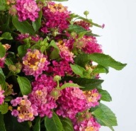 Lantana Gem Compact Pink Opal CYTRYNOWY ZAPACH