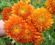 CHRYZANTEMA ZIMUJĄCA ###### JANA ##### ODMIANA KŁĄCZOWA