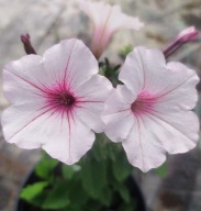 Petunia Supertunia VISTA Silverberry HIT!