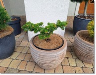Abies nordmanniana 'Sunychl' - !!!