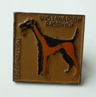 Wystawa psów rasowych - terier walijski