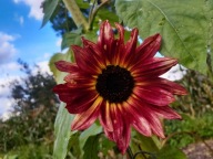 Słonecznik Ozdobny Mieszanka Nasiona Naturalne 6g