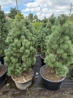 Sosna górska Columnaris 120-140cm