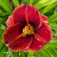 Liliowiec Drobny bordowy