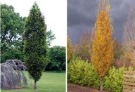 BRZOZA BRODAWKOWATA SADZONKA W POJEMNIKU 40 CM wieloletnia mrozoodporna