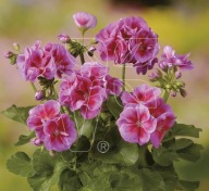 Pelargonia zonale Grandeur Classic Violet Splash