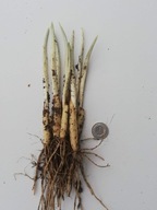 CZOSNEK NIEDŹWIEDZI CEBULKI SADZONKI 80 SZTUK POLECAM