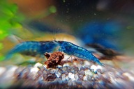Niebieskie krewetki akwariowe dla początkujących Neocaridina Blue 10 szt.