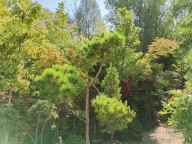 Sosna śródziemnomorska żółta zimą 20 letnia szczepiona okaz inna