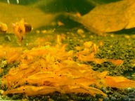 Krewetki Neocaridina Orange Sakura - stado 20 szt.