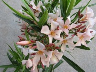 Nerium Oleander pojedynczy AGNES CAMPBELL młoda ukorzeniona sadzonka