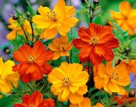 Onętek siarkowy - mix. kolory - 250 nasion