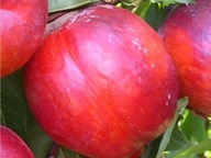 Nektaryna BIAŁOMIĄŻSZOWA – Wczesna Duże, Słodkie Owoce Samopylna