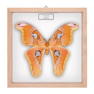 Motyl w gablotce Attacus lorquinii - samica