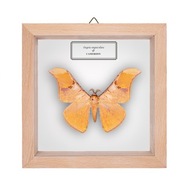 Motyl w gablotce Dogoia unguiculata