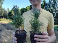 Sosna limba (Pinus cembra) 15-18cm