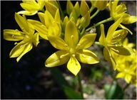 Czosnek ozdobny ogrodowy sadzonka pojemniku p9 żółty złocisty wieloletni