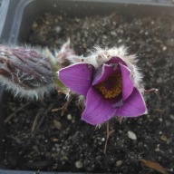Sasanka Pulsatilla vulgaris "Blaue Glocke"