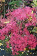 Klon czerwony japoński palmowy dissectum inny