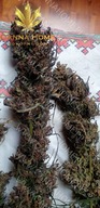Cannabis Sativa świeże topy CBD CBG PURPLE konopny owocowe cytrus 10g EKO