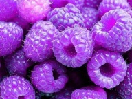 MALINA FIOLETOWA PURPUROWA POWTARZAJĄCA SADZONKA MALINY W DONICZCE