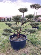 Bonsai ogrodowy- Pinus 'Watereri' - Sosna 'Watereri'- 150 cm