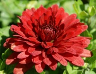 CHRYZANTEMA ZIMUJĄCA KŁĄCZOWA ###### CZERWONA CIEMNA ##### litara