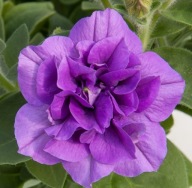 Petunia PEŁNA SweetSunshine Provence